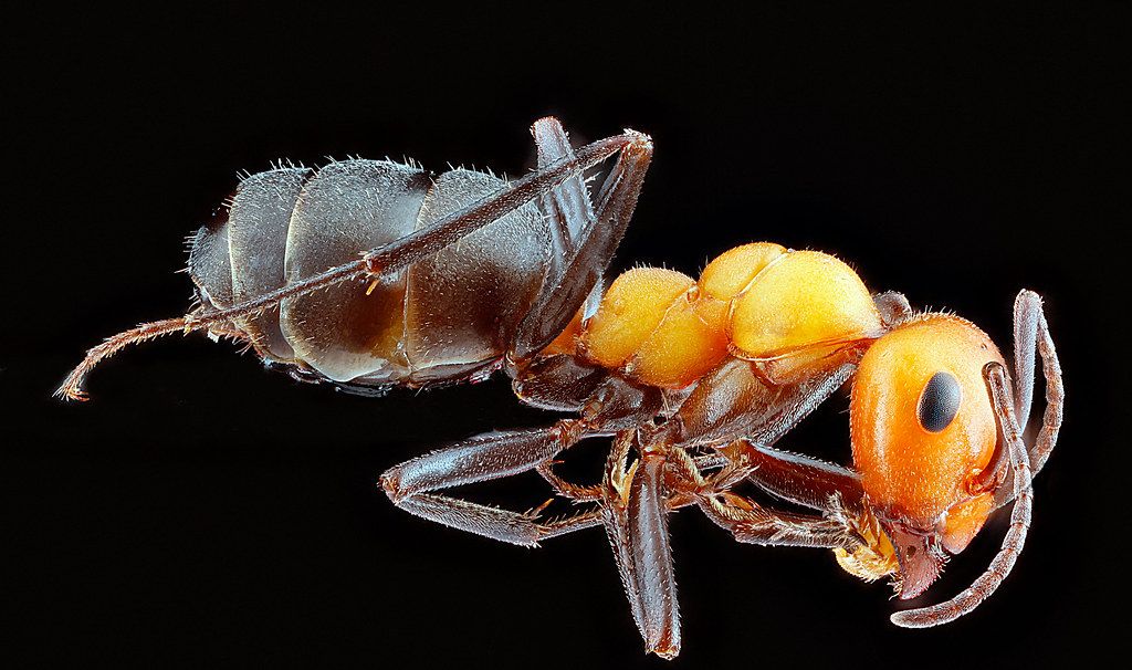 Ant Control service in Lynn, MA