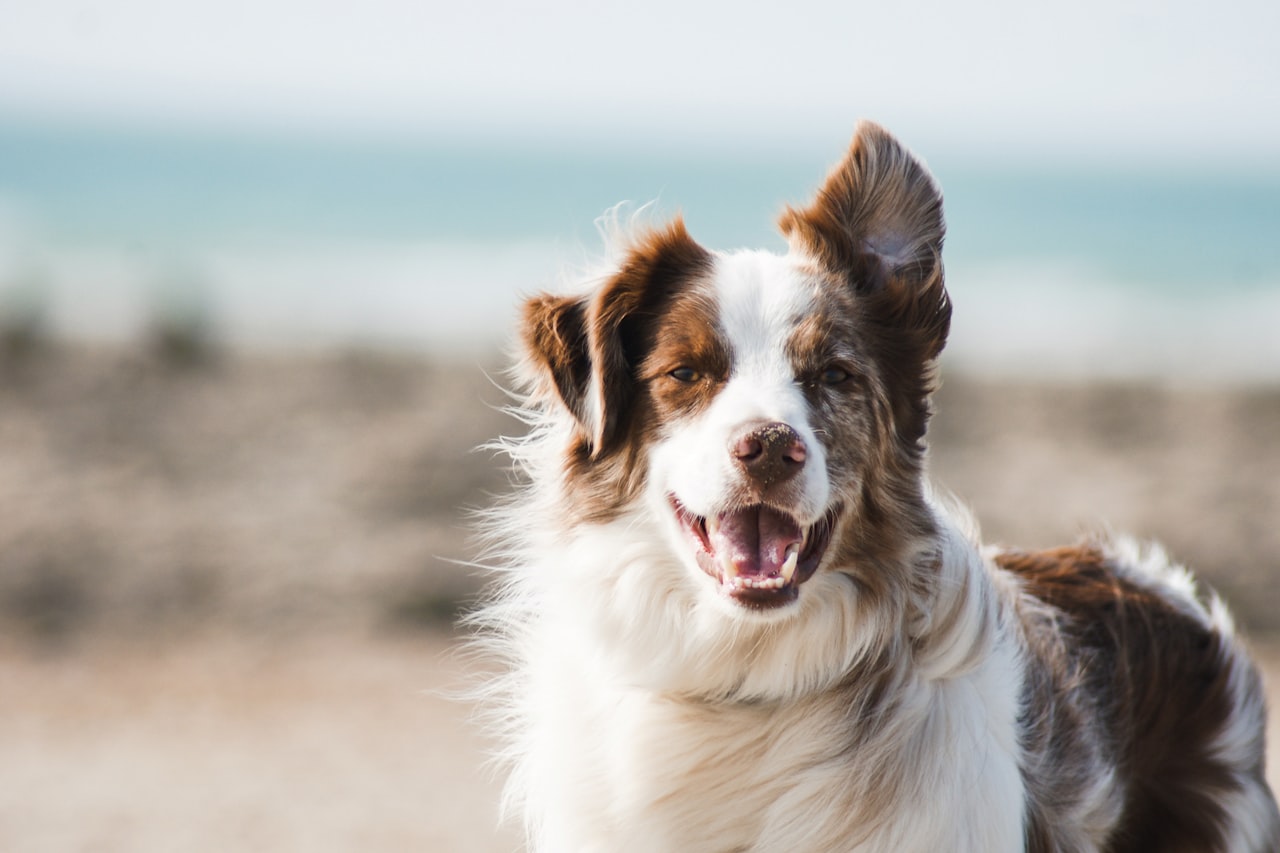 Flea & Tick Control service in Lynn, MA