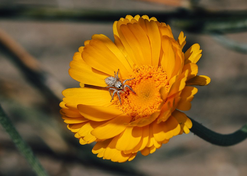 Spider Control service in Lynn, MA